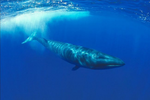 Біля нью-йорка виявлено величезну тварину Біля нью-йорка виявлено величезну тварину